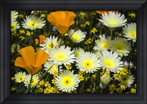 Framed Poppies and Daisies Print