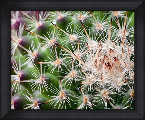 Framed Cactus I Print