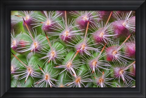 Framed Cactus II Print