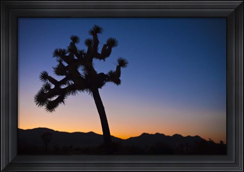 Framed Joshua Tree II Print