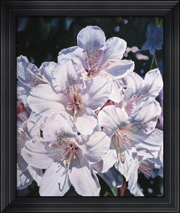 Framed Moment Of Glory Print