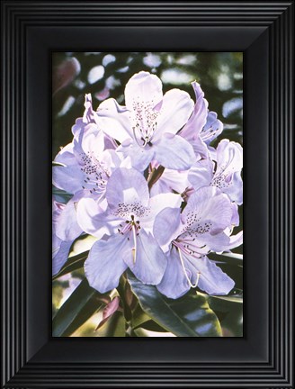 Framed Pink Pearl Print