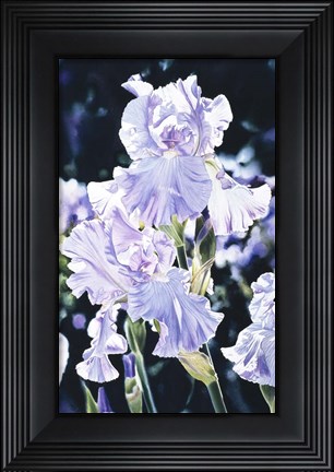 Framed Iris Print