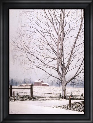 Framed White Birch Print