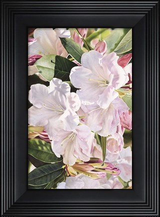 Framed Morning&#39;s Glory Print