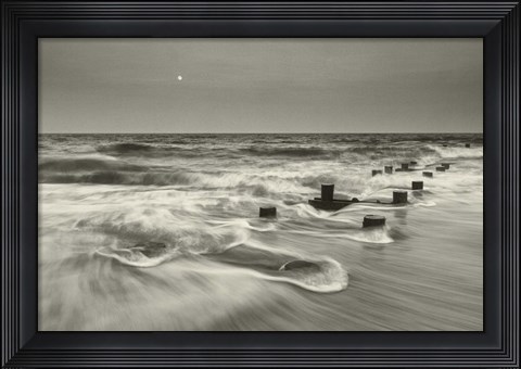 Framed Pelican Chorus Print
