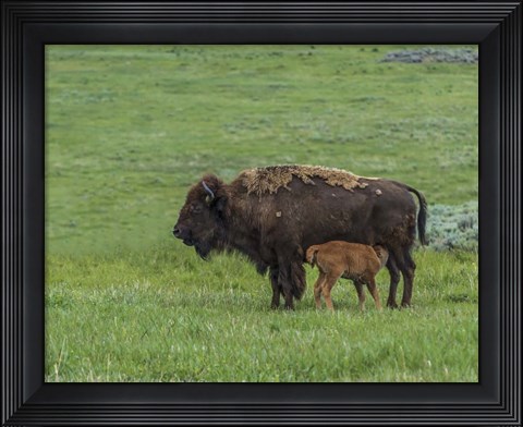 Framed Baby Bison Nursing Print
