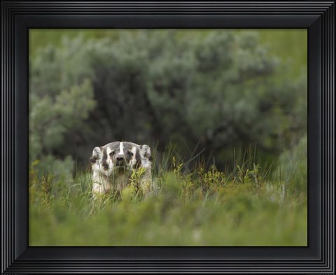 Framed Badger Peek a Boo Print