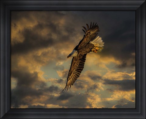 Framed Bald Eagle at Sunset Print