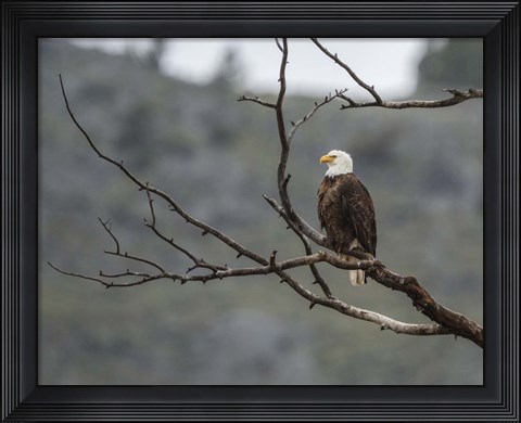 Framed Bald Eagle Perched Print