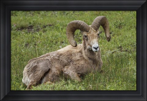 Framed Big Horn Ram Yellowstone Print