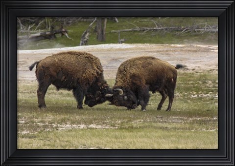 Framed Bison Bulls Sparing Print