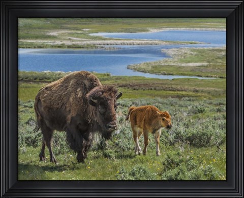 Framed Bison Cow and Calf Print