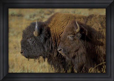 Framed Bison Duo Print