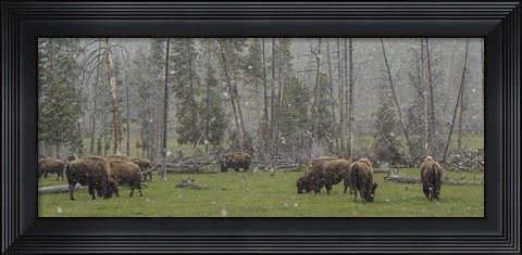 Framed Bison Grazing in Snow Print