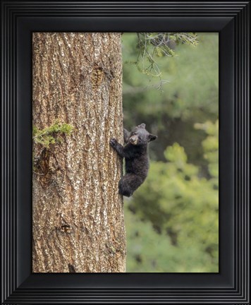 Framed Black Bear Cub Climbing Print