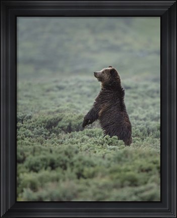 Framed Black Bear Cub Upright Print