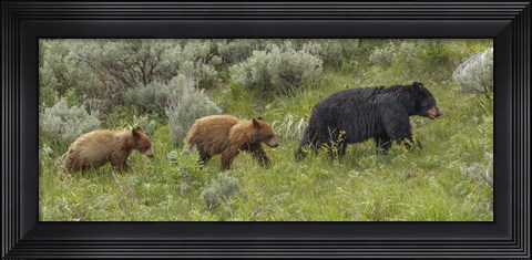Framed Sow and Cubs Walking Print