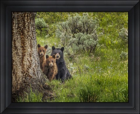 Framed Sow and Cubs Family Print