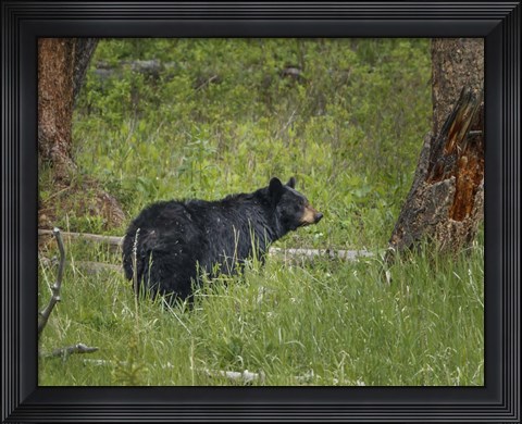Framed Black Bear Sow Watching Cubs Print