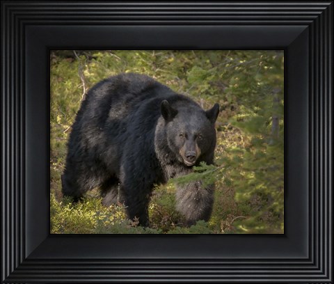 Framed Black Bear Sow Print