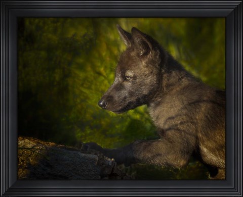 Framed Black Wolf Pup Print