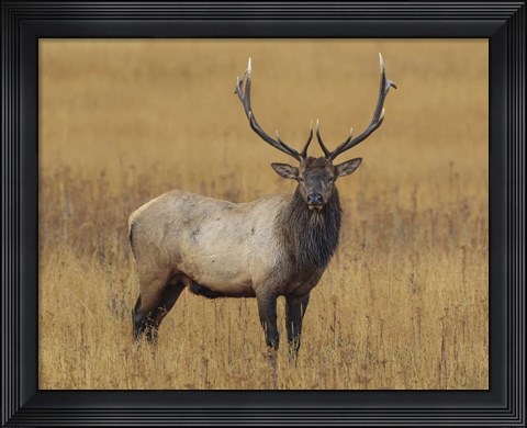 Framed Bull Elk Print