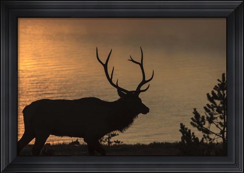 Framed Bull Elk at Sunrise Print