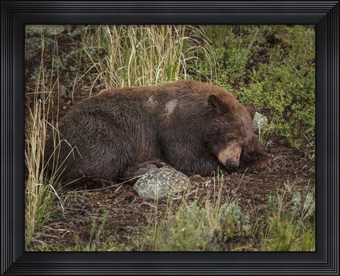 Framed Cinnamon Bear Sleeps Print
