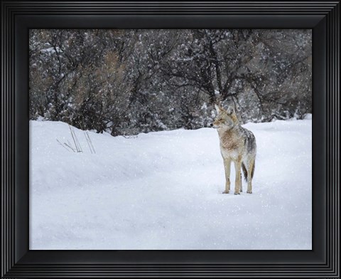 Framed Coyote in Snow Print