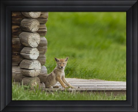 Framed Coyote Pup on Log Cabin Porch Print
