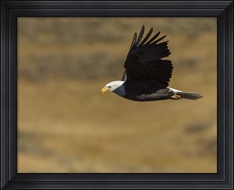 Framed Eagle Flying Print