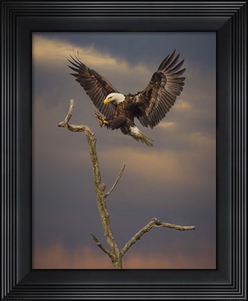Framed Eagle Landing on Branch Print