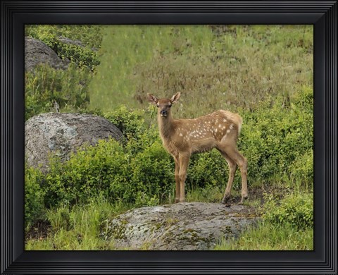 Framed Elk Calf Print