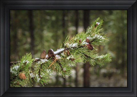 Framed First Snowfall Print