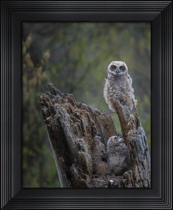 Framed Great Horned Owlets Print