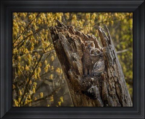 Framed Great Horned Owlets 2 Print
