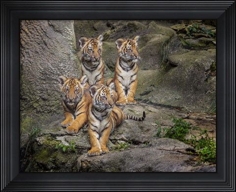 Framed Malayan Tiger Cubs Oil Paint Print