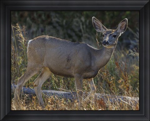 Framed Mule Deer YNP Print