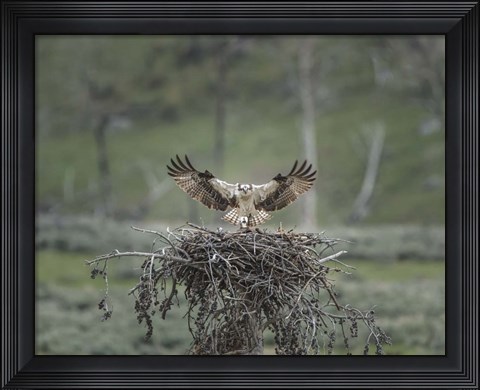 Framed Osprey Lands on Nest With Chick Print