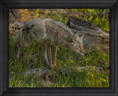 Framed Stalking Coyote Print