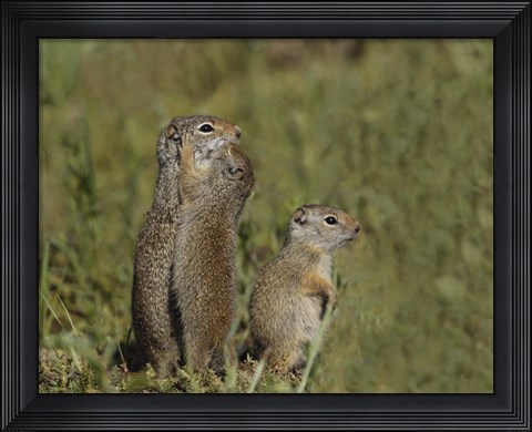 Framed Ground Squirrel Baby Kisses Mom Print