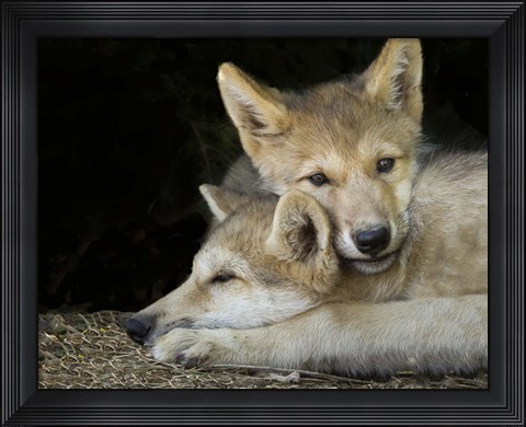 Framed Wolf Pup Brothers Print