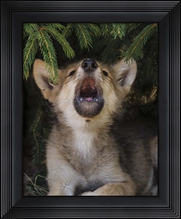 Framed Wolf Pup Howls Print