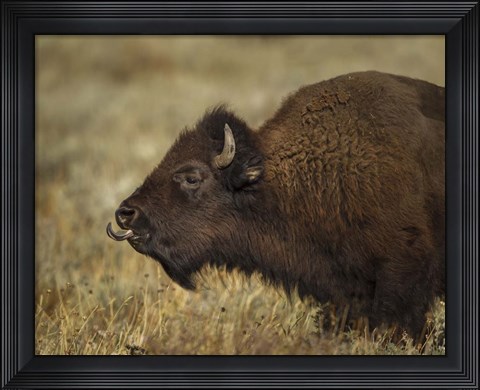 Framed Yellowstone Bison Tongue Out Print
