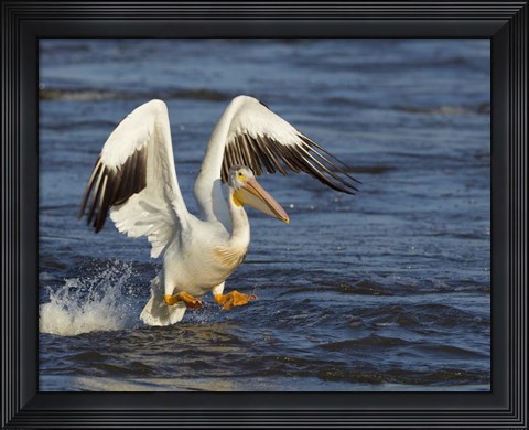 Framed Pelican GIO Print