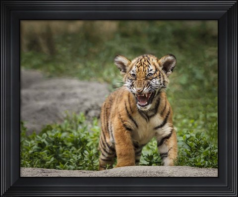 Framed Acting Tough Print
