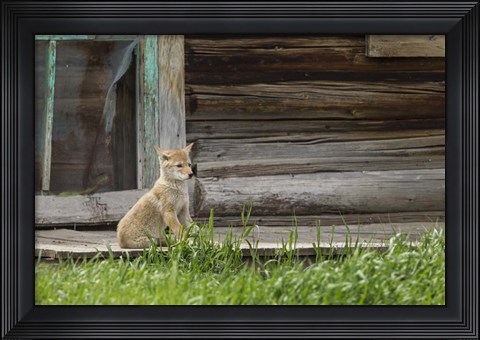 Framed Coyote By Log Cabin Door Print