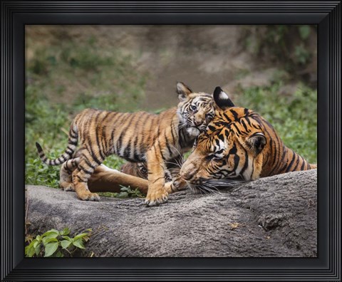 Framed Malayan Tiger Cub: Priceless Print