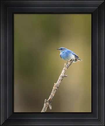 Framed Mountain Blue Bird Print